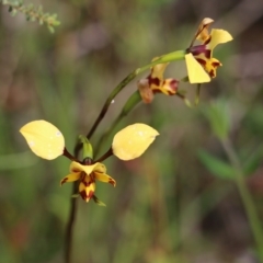 Diuris pardina (Leopard Doubletail) at Nail Can Hill - 24 Sep 2022 by KylieWaldon
