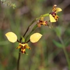 Diuris pardina (Leopard Doubletail) at Albury - 24 Sep 2022 by KylieWaldon