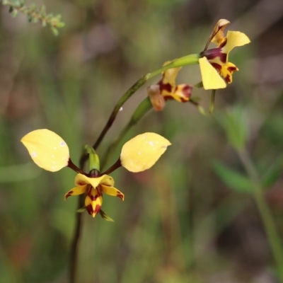 Diuris pardina (Leopard Doubletail) at Albury, NSW - 24 Sep 2022 by KylieWaldon