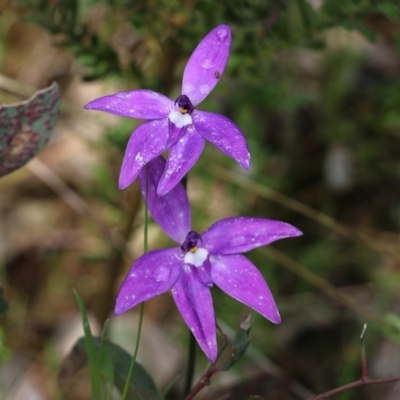 Glossodia major (Wax Lip Orchid) at Albury - 24 Sep 2022 by KylieWaldon