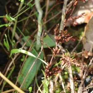 Glossodia major at Albury, NSW - suppressed