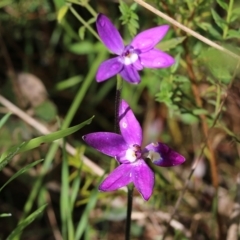 Glossodia major (Wax Lip Orchid) at Albury - 24 Sep 2022 by KylieWaldon