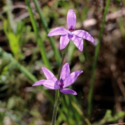 Glossodia major (Wax Lip Orchid) at Nail Can Hill - 24 Sep 2022 by KylieWaldon