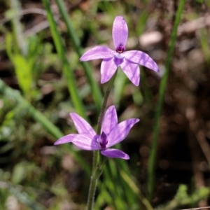 Glossodia major (Wax Lip Orchid) at Albury, NSW by KylieWaldon