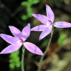 Glossodia major at Albury, NSW - suppressed