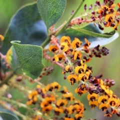 Daviesia latifolia (Hop Bitter-Pea) at Albury - 24 Sep 2022 by KylieWaldon