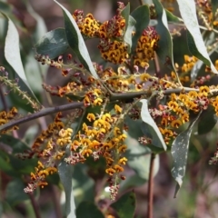 Daviesia latifolia at Albury, NSW - 24 Sep 2022