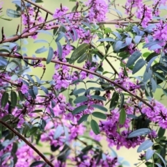 Indigofera australis subsp. australis (Australian Indigo) at Nail Can Hill - 24 Sep 2022 by KylieWaldon