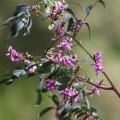 Indigofera australis subsp. australis at Albury, NSW - 24 Sep 2022
