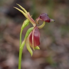 Caleana major (Large Duck Orchid) at Hyams Beach, NSW - 24 Sep 2022 by AnneG1