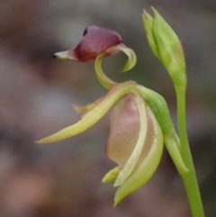 Caleana major at Hyams Beach, NSW - 24 Sep 2022