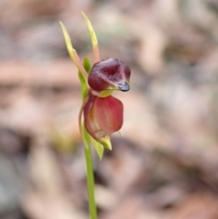 Caleana major at Hyams Beach, NSW - 24 Sep 2022