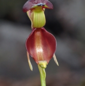 Caleana major at Hyams Beach, NSW - 24 Sep 2022