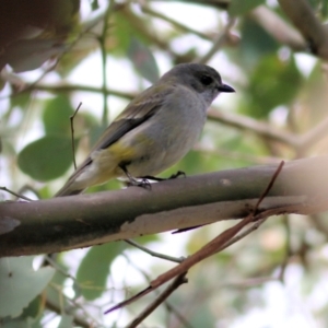 Pachycephala pectoralis at Albury, NSW - 24 Sep 2022 10:50 AM