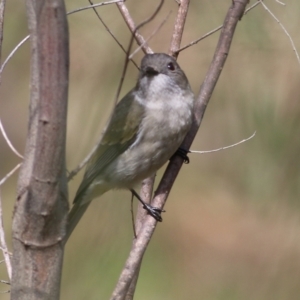 Pachycephala pectoralis at Albury, NSW - 24 Sep 2022 10:50 AM