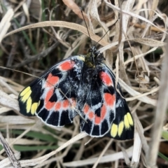 Delias harpalyce (Imperial Jezebel) at Lower Cotter Catchment - 24 Sep 2022 by KMcCue