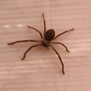 Sparassidae (family) at Coree, ACT - 24 Sep 2022