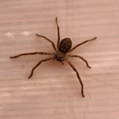 Sparassidae (family) (A Huntsman Spider) at Lower Cotter Catchment - 24 Sep 2022 by KMcCue