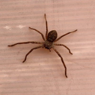 Sparassidae (family) (A Huntsman Spider) at Coree, ACT - 24 Sep 2022 by KMcCue