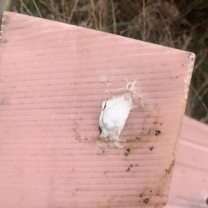 Sparassidae (family) at Coree, ACT - 24 Sep 2022 10:24 AM