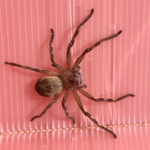 Sparassidae (family) at Coree, ACT - 24 Sep 2022 10:52 AM