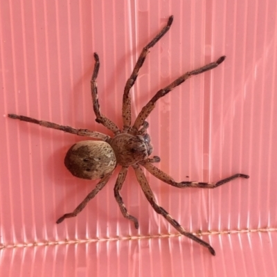 Sparassidae (family) (A Huntsman Spider) at Lower Cotter Catchment - 24 Sep 2022 by KMcCue