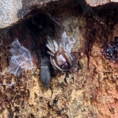 Clubionidae (family) (Sac Spider) at Lower Cotter Catchment - 24 Sep 2022 by KMcCue