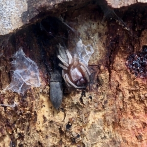 Clubionidae (family) at Coree, ACT - 24 Sep 2022