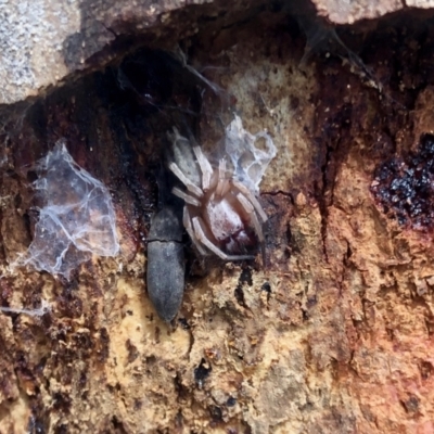 Clubionidae (family) (Sac Spider) at Lower Cotter Catchment - 24 Sep 2022 by KMcCue