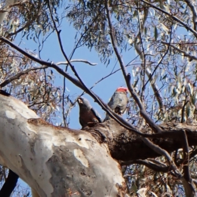Callocephalon fimbriatum (Gang-gang Cockatoo) at Molonglo Valley, ACT - 24 Sep 2022 by CathB