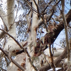 Callocephalon fimbriatum at Cook, ACT - 24 Sep 2022