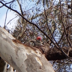 Callocephalon fimbriatum at Cook, ACT - 24 Sep 2022