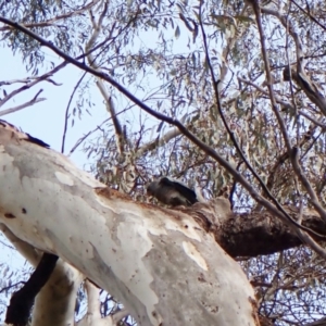 Callocephalon fimbriatum at Cook, ACT - 24 Sep 2022