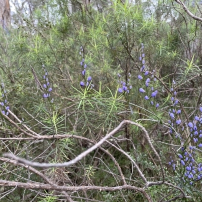 Comesperma volubile (Love Creeper) at Hawker, ACT - 24 Sep 2022 by JohnBrannan