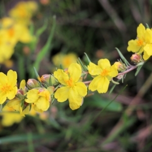 Hibbertia riparia at West Albury, NSW - 24 Sep 2022