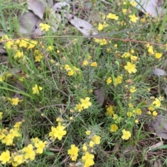 Hibbertia riparia at West Albury, NSW - 24 Sep 2022