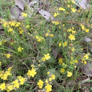 Hibbertia riparia at West Albury, NSW - 24 Sep 2022