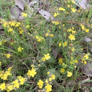Hibbertia riparia at West Albury, NSW - 24 Sep 2022 10:25 AM