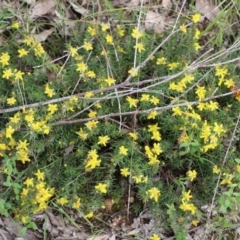 Hibbertia riparia at West Albury, NSW - 24 Sep 2022 10:25 AM