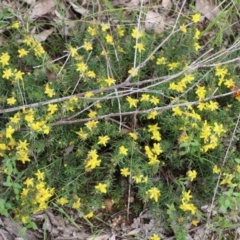 Hibbertia riparia at West Albury, NSW - 24 Sep 2022