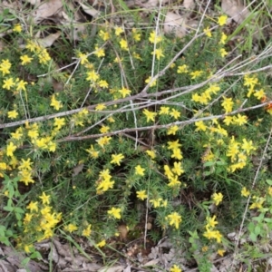 Hibbertia riparia at West Albury, NSW - 24 Sep 2022