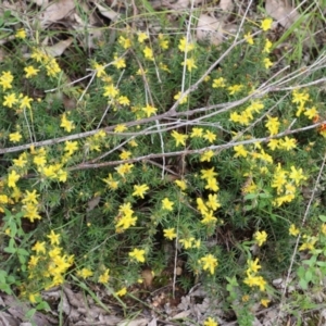 Hibbertia riparia at West Albury, NSW - 24 Sep 2022 10:25 AM