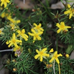 Hibbertia riparia at West Albury, NSW - 24 Sep 2022 10:25 AM