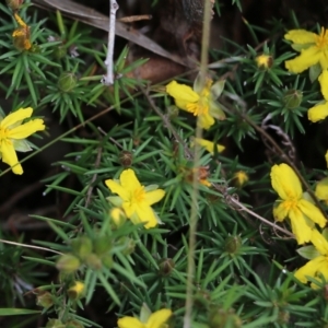 Hibbertia riparia at West Albury, NSW - 24 Sep 2022