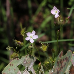 Drosera gunniana at West Albury, NSW - 24 Sep 2022