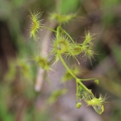 Drosera gunniana at West Albury, NSW - 24 Sep 2022 11:09 AM