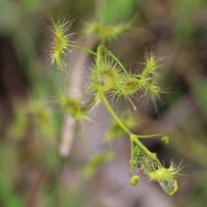 Drosera gunniana at West Albury, NSW - 24 Sep 2022