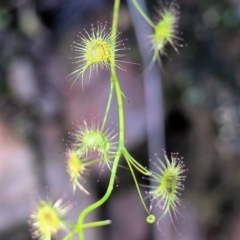 Drosera gunniana at West Albury, NSW - 24 Sep 2022