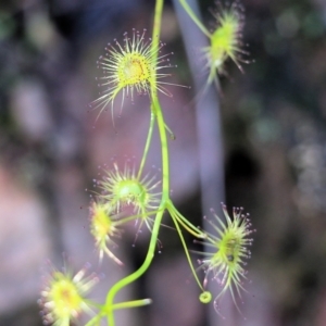 Drosera gunniana at West Albury, NSW - 24 Sep 2022