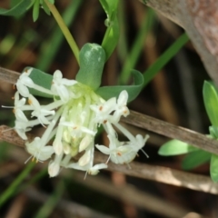 Pimelea linifolia (Slender Rice Flower) at Nail Can Hill - 24 Sep 2022 by KylieWaldon